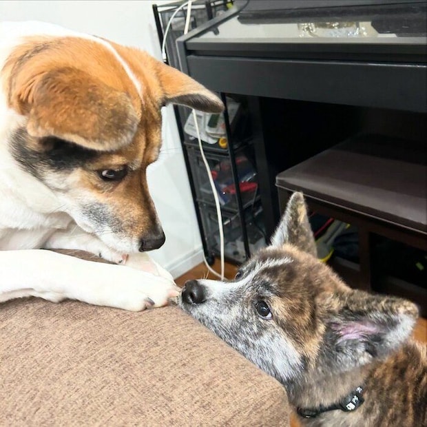 新たにお迎えした秋田犬のひなたちゃん（写真右）　