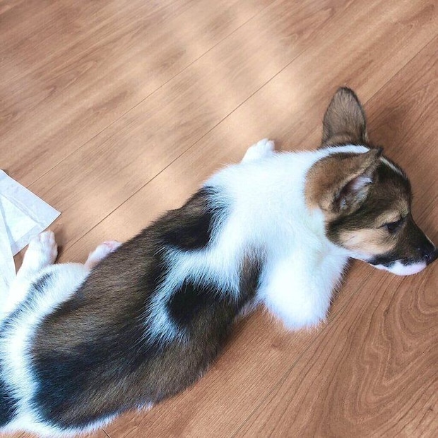 ちまきちゃんはダンボールに入れられ、公園に置いて行かれたところを保護されたのだとか