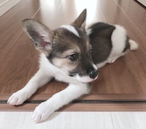 子犬の頃に迎えた元保護犬は今年6才に！新たに迎えた秋田犬から影響を受け、今では仲良く楽しく暮らす姿にほっこり