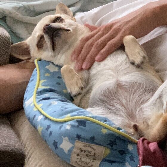 チワワ　我が家のアイドル