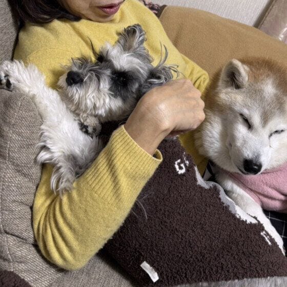 ミニチュア・シュナウザー　お母さん