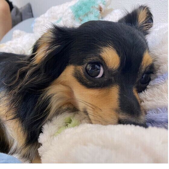 Ｍｉｘ（雑種）小型犬　末っ子クウ