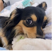 犬があごのせをするのはなぜ？　甘えだけじゃない理由と心理を解説