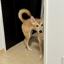 飼い主と同じベッドで眠ることで距離を縮めた元野犬の子犬　引っ込み思案ながらもアクティブに暮らす様子に心温まる