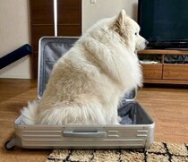 スーツケースの中に入るサモエド　帰ろうとするお姉ちゃんを“無言で阻止”する姿に「かわいいけど切ない」