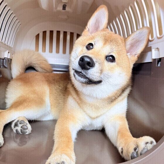 クレートの中で過ごすワンちゃん