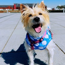 犬の熱中症は5月頃から注意！ 犬の熱中症の症状と対策・注意点は？