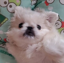 なかなかゴハンを食べなかったペキニーズの子犬→1才の今、冷蔵庫を開ける音で猛ダッシュする食いしん坊に成長！