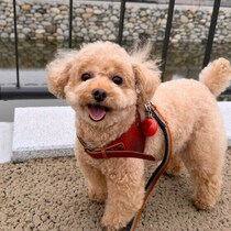 犬が散歩中に何度も振り返るのはなぜ？　後ろを気にする理由と対応を解説