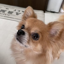 犬が前足で「ちょいちょい」してくるのはなぜ？　犬の気持ちや要求について解説