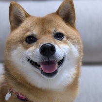 犬が落ち着きやすい人の特徴は？ 愛犬を安心させる接し方のコツとは