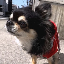 服や手をくんくん嗅ぐ犬「誰かの確認」をしているの？犬の行動の背景を解説