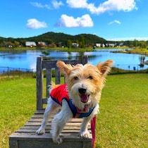 愛犬に合ったお出かけ先はどう選ぶ？　選び方のポイントを解説