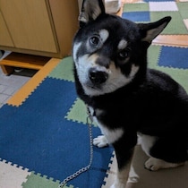 外出前や帰宅後、犬が玄関でじっと待つのはなぜ？　行動に見られる理由や気持ちを解説