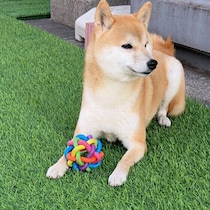 犬がなつく人には理由がある？　人によって態度が違うワケと心理を解説