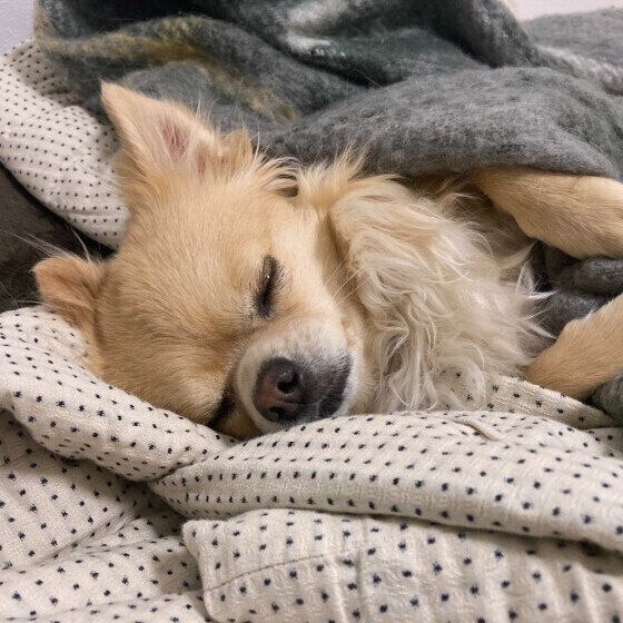気持ちよさそうに眠るワンちゃん