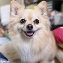 家でありがちな犬のストレスとは？　原因と対策の工夫、日頃の心がけを解説