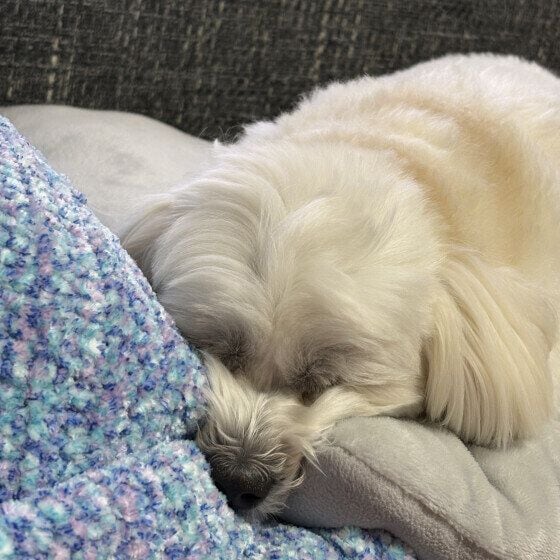 Ｍｉｘ　小型犬　隙間に鼻突っ込んで寝る