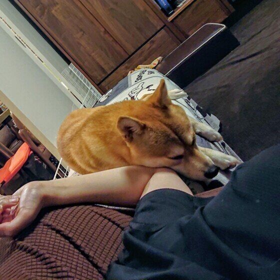 柴犬　さりげなくくっつく