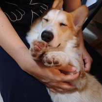 犬が飼い主さんに体をくっつけて寝てくるのはなぜ？安心してるから？安心しているから？犬の心理を解説