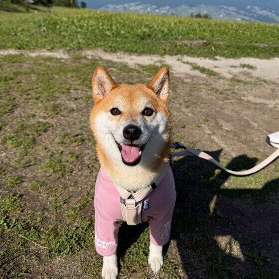 お出かけ中の柴犬