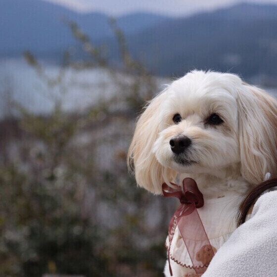 家族でお出かけをしたミックス犬