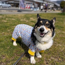犬連れ旅行の移動、大変？　犬も人もラクになる移動のコツを紹介