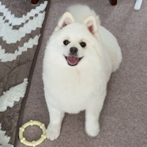 犬が人を信頼するとどう変わる？　心を許した相手に見せる行動や変化を解説