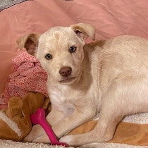 「たくさん笑って過ごせるように」と名づけた元保護子犬　成長して“笑顔”をたくさん見せてくれる様子に胸がいっぱいになる