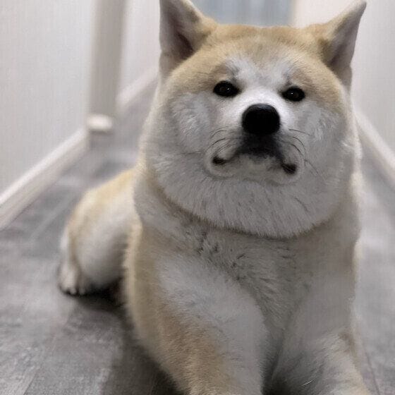 換毛期の秋田犬