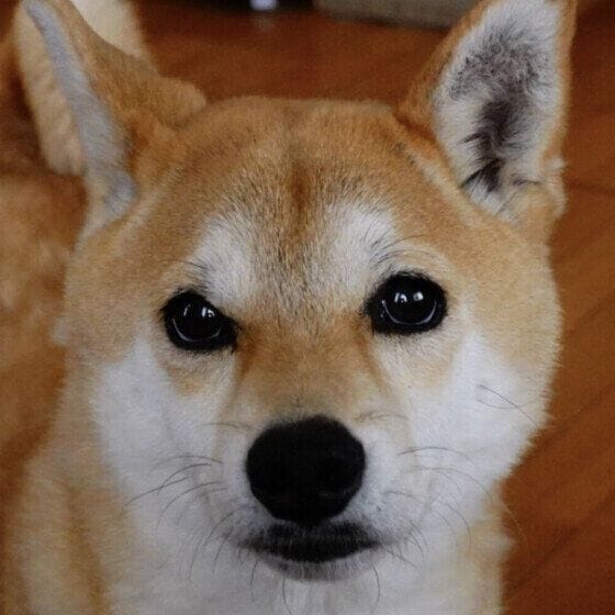 換毛期中の柴