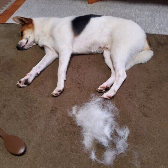 換毛期のミックス犬