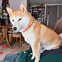 犬が飼い主の体の上に乗ってくるのはなぜ？　理由と対応の仕方を解説