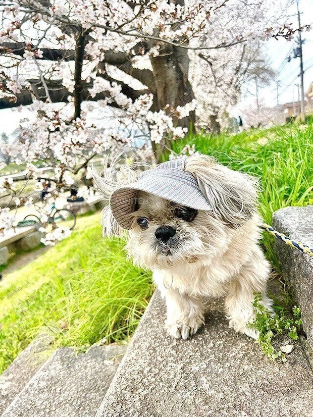 シーズー犬マンガてんぽshihtzu
