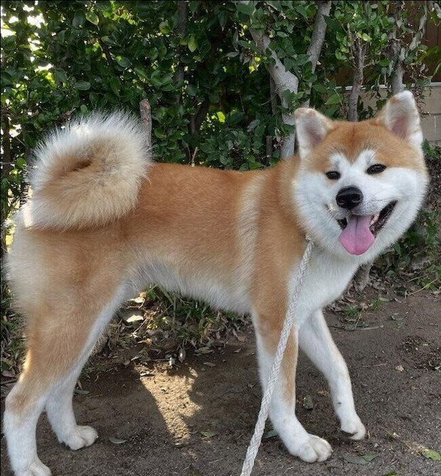 お散歩中の秋田犬