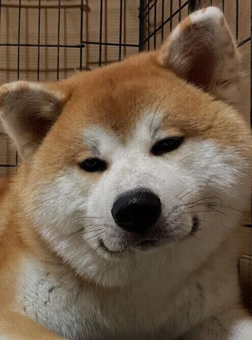 かわいらしい表情を見せる様子の秋田犬