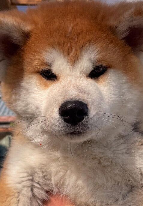 生後3カ月の秋田犬