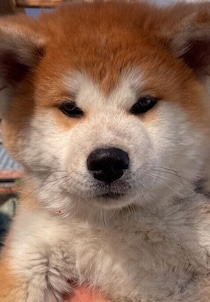 もふもふコロコロな生後3カ月の秋田犬子犬→人が大好きなフレンドリーなコに大きく成長！飼い主さんにとって”幸せを感じさせてくれる”存在に