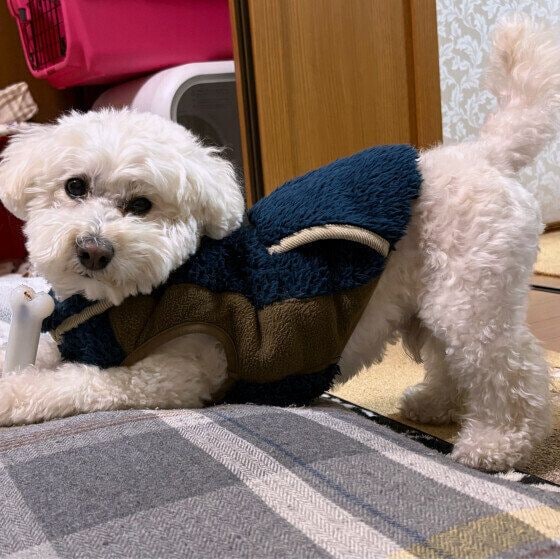 小型犬ミックス