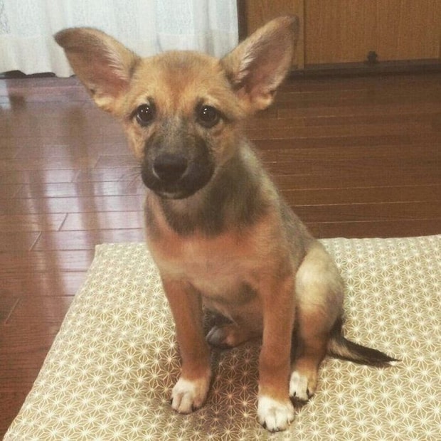 生後3カ月のころのこむぎちゃん