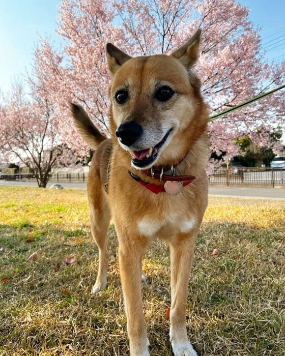散歩を楽しむこむぎちゃん