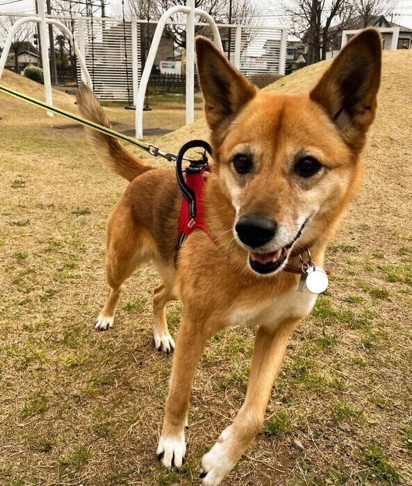 楽しそうなこむぎちゃん
