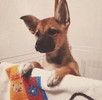 おっとりした印象の保護子犬をお迎え→やんちゃ期を経て、11才の今は「見た目も中身も味のあるコ」に！