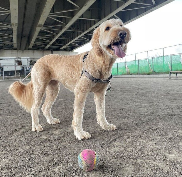 ドッグランで遊ぶむぅちゃん
