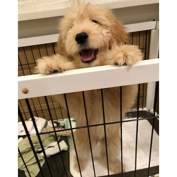 お迎え当時、生後3カ月のむぅちゃん