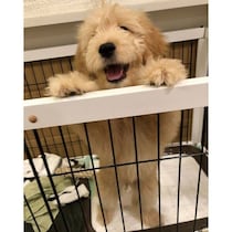 ケージを乗り越えるほどやんちゃだった子犬　5才の今は大きな体でくっつく甘えん坊に！