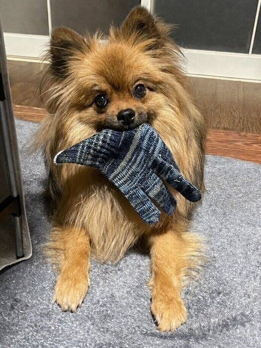 1才5カ月になった犬