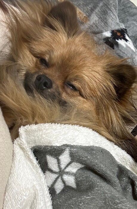 抱っこされて眠る犬
