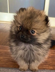 「元気いっぱいでいたずらっこだった」生後2カ月のポメラニアン子犬→見た目も存在感もビッグな成犬に成長！