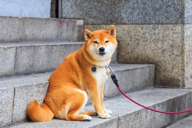 リードを付けた犬